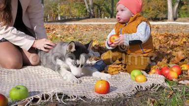 家庭野餐，小男孩在狗旁边的秋天公园咬苹果，妈妈在黄色背景下玩得很开心