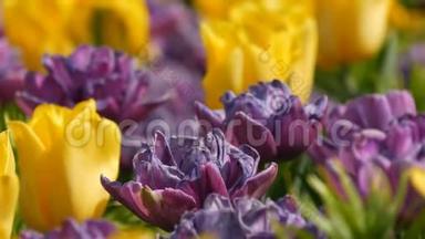 深紫色和黄色郁金香花在春天的花园里盛开。 装饰的郁金香花在
