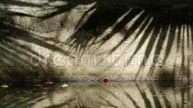 <strong>中国扇</strong>棕榈树叶在渠壁和水面上的美丽影子