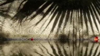 <strong>中国扇</strong>棕榈树叶在渠壁和水面上的美丽影子