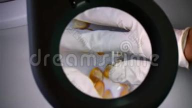 特写镜头，一名实验室技术员在放大镜下检查玉米粒。 粮食分析和诊断实验室