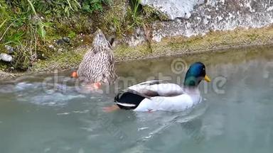 两只野鸭在河里游泳。 马拉德的女人沉浸在
