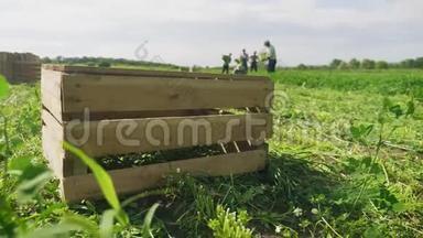 从田野里采摘绿色植物。 在木箱里刚采摘的草药。 农民小组用刀子收割新鲜的欧芹