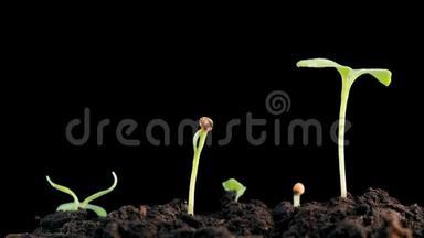 植物<strong>生长</strong>孤立的花枝时间<strong>延时</strong>。 发芽种子。 进化概念，新生命周期.. 带着阿尔法