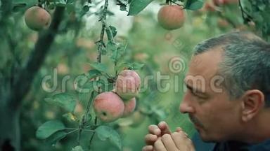 花园里的苹果农夫检查庄稼，高兴极了