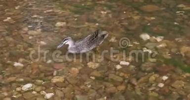 太平洋黑鸭在清澈的浅水河上漂流