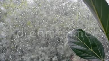 窗外阴雨天气恶劣的<strong>榕树</strong>叶片