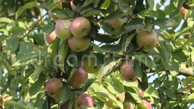 苹果成熟在老树上。 树未喷<strong>农药</strong>.. 乡村的夏日花园。 无害环境产品