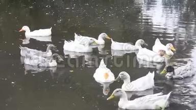 许多<strong>灰白色</strong>的鸭子在池塘里游泳