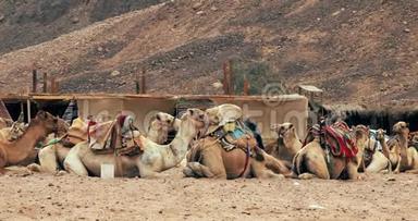 骆驼商队在沙漠沙上休息。 骆驼在休息