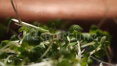 厨房里一堆新鲜的绿色草本植物落在表面。 库存录像。 做菜用的绿菜