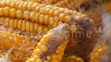 位于谷仓近景的<strong>黄色玉米</strong>。 <strong>玉米</strong>的收获。 农业生产