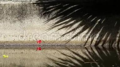 中国扇棕榈树叶在渠壁和水面上的美丽影子