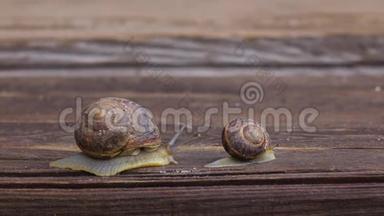 大蜗牛和小蜗牛在木板上爬行