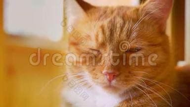 在阳光下，姜猫特写漂亮的脸，躺着看着摄像机，在夏天睡觉，晒太阳。