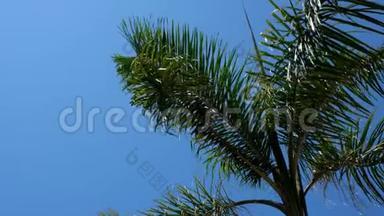 阳光明媚，天气晴朗，在温暖的热带岛屿上。 风吹拂着棕榈树的枝叶。