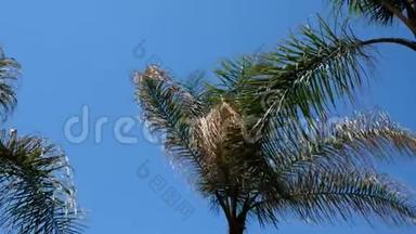 阳光明媚，天气晴朗，在温暖的热带岛屿上。 风吹拂着棕榈树的枝叶。