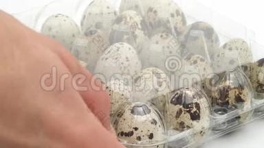 男手打开透明的鸡蛋纸箱装满鹌鹑鸡蛋。 从盒子里拿出一个鹌鹑蛋。 孤立于白色