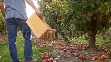 一个农场里的杂工用木箱收割苹果。 大型苹果园，<strong>外来</strong>工人，农业雇工