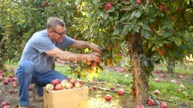 快乐的农夫收集了秋天丰收的苹果. 大苹果果园，红苹果，农业