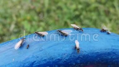 有翅膀的蚂蚁在花园的蓝色表面上成群结队。 蚂蚁交配期。