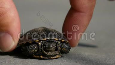 <strong>小乌龟</strong>在沥青上摆姿势。 人的手指触摸龟壳，转向最佳角度