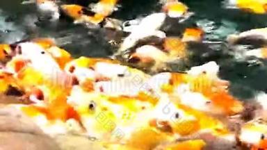 在阳光明媚的夏日，池塘里有许多饥饿的橙鱼锦鲤