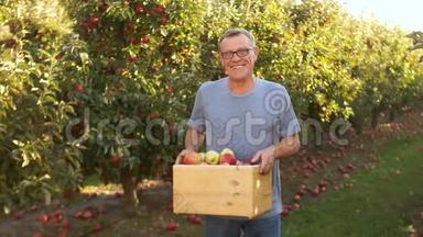 <strong>丰收</strong>节。一个农夫在他的花园里，把<strong>苹果</strong>放在木箱里。那人正在工作，骄傲地微笑着