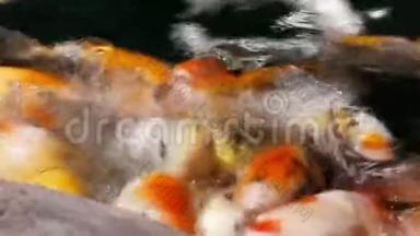 在阳光明媚的夏日，池塘里有许多饥饿的橙鱼锦鲤