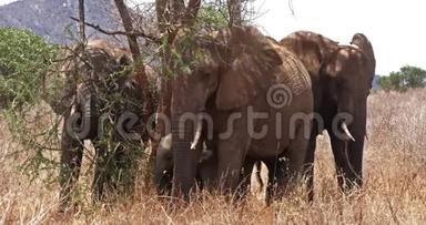 非洲象，非洲象，灌木丛中的群，肯尼亚的茨沃公园，<strong>实时</strong>
