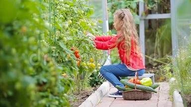 可爱的小女孩在温室里收集作物黄瓜和西<strong>红</strong>柿。 手里拿着<strong>红番茄</strong>的小孩画像。