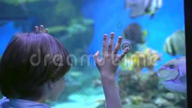 孩子，小男孩看着，在海洋馆的水下水族馆里看鱼。 宠物店。 男孩看鱼游泳