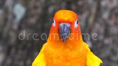 美丽的鹦鹉五颜六色的鸟橙