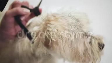 狗的美容。 宠物美容师用烘干机烘干湿狗毛。 动物美容店的慢动作。