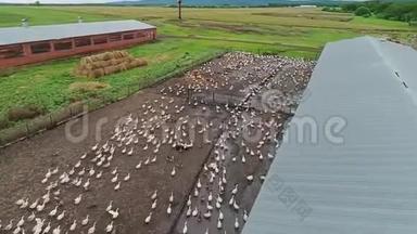 大鹅农场。 一大群鸟朝一个方向奔跑。 家禽