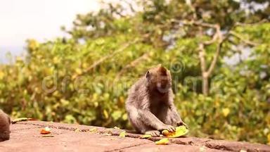 有趣的猴子在巴厘岛的热带雨林里清理香蕉。