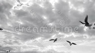 群海鸥在天空中飞翔.