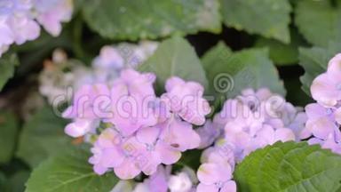 紫色绣球花在阳光明媚的夏季或春日花园中，用于美容装饰和农业