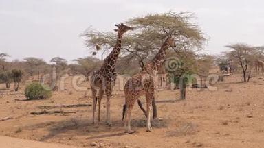 非洲野生长颈鹿站在热带草原的枯树旁边，有一片<strong>红土地</strong>