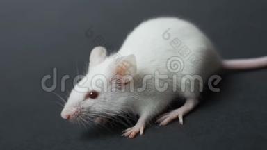 白色老鼠坐在灰色背景上的正面景色
