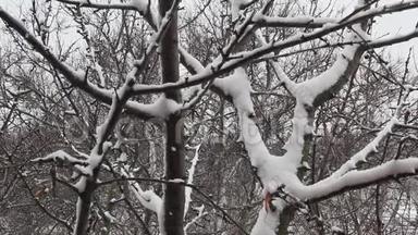 雪落在树枝上