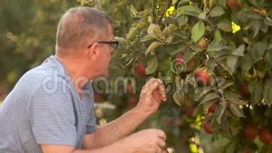 一个有视力眼镜的成熟男人在苹果园摘苹果。 秋收，生态农业