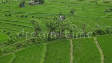 背景亚洲田稻产业。 俯视绿色植物夏季生态旅游景观农业。