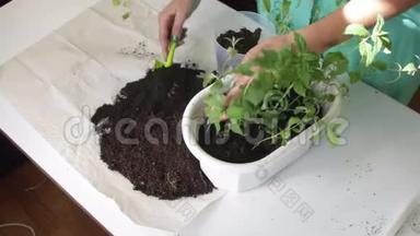 女孩把薄荷从一个花盆移植到另一个花盆。 用塑料刮刀与土壤一起工作。 给植物的剂量