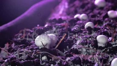 时间推移：<strong>香瓜</strong>蘑菇生长在一个工业花园。 新鲜的新蘑菇从地上发芽。 生态
