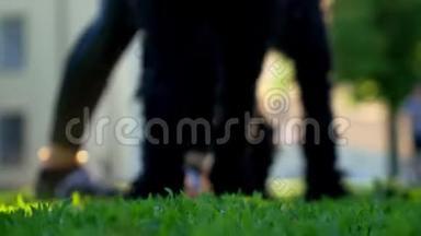 女主人的脚和腿的狗，女孩带着一只梗跑在公园里