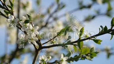 一株盛开的梅树的春天背景。 特写视图