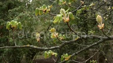 栗叶生长在树枝上，并显露出来。 春暖花开。 户外活动