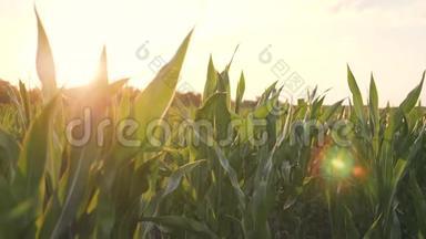 日落时的玉米田在农场收获玉米芯