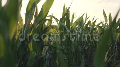 日落时的玉米田在农场收获玉米